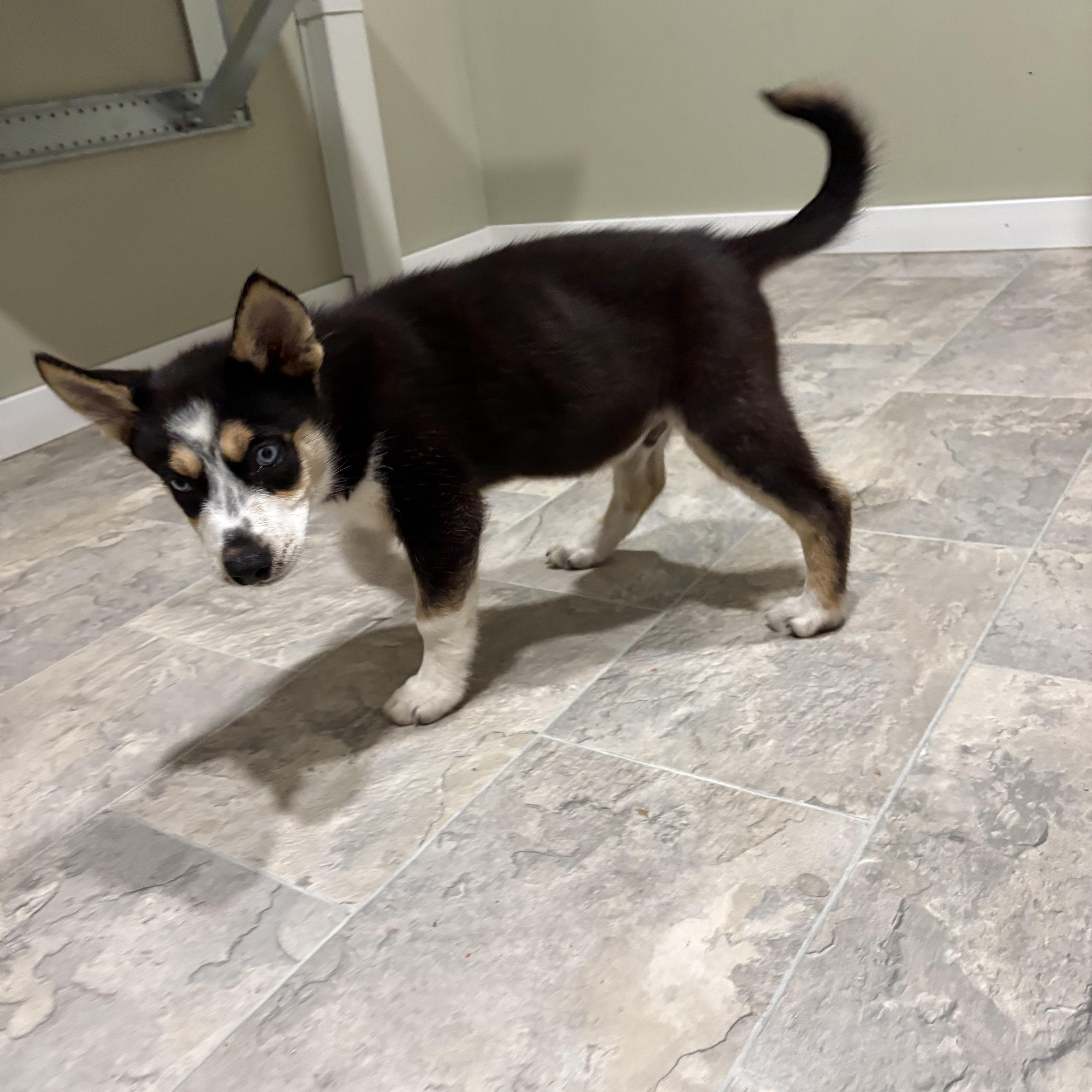 Enlarge Otis, a ADOPTABLE mixed breed in Grant, NE image 3/3