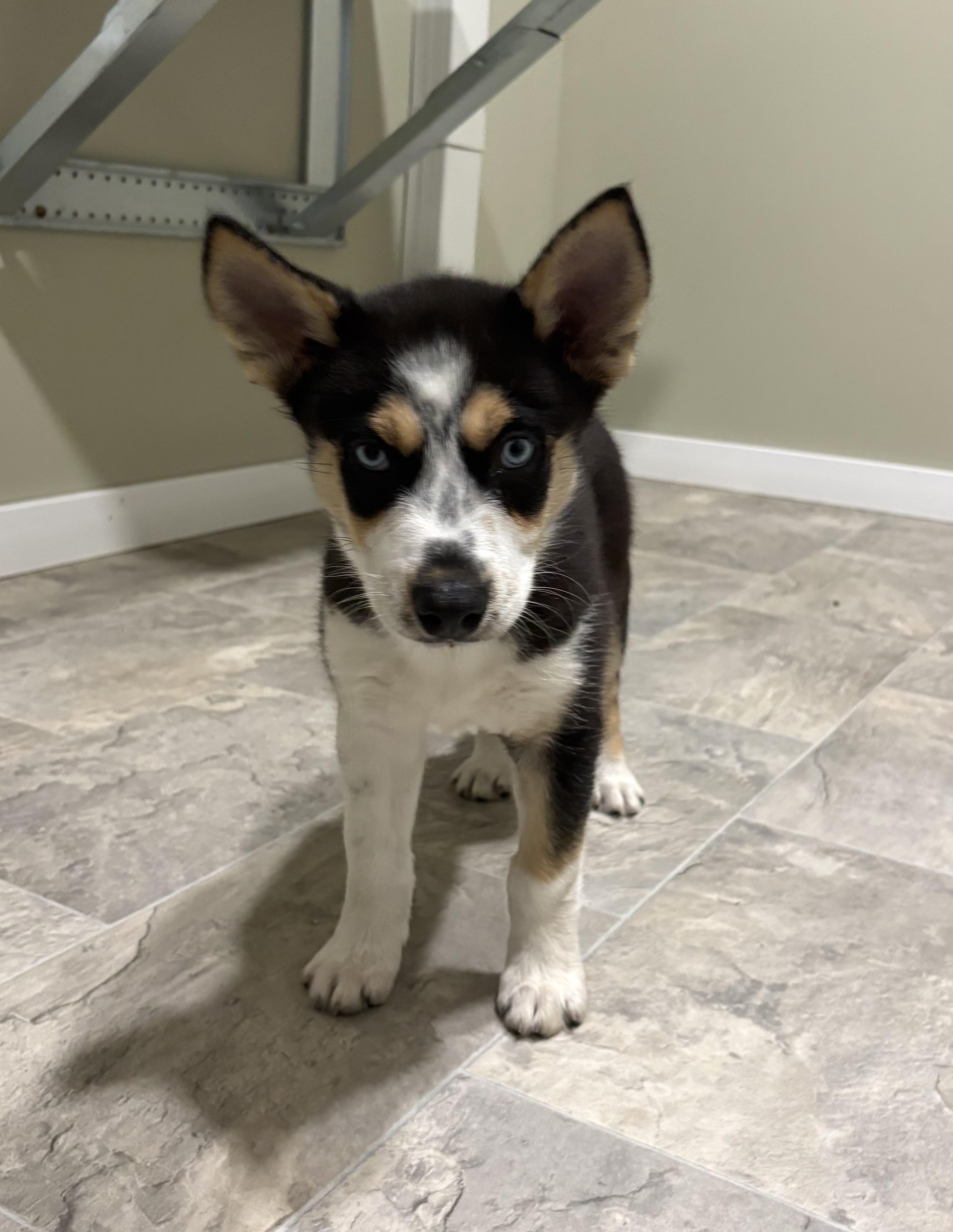 Otis, ADOPTABLE, Puppy Male Husky & Australian Shepherd.