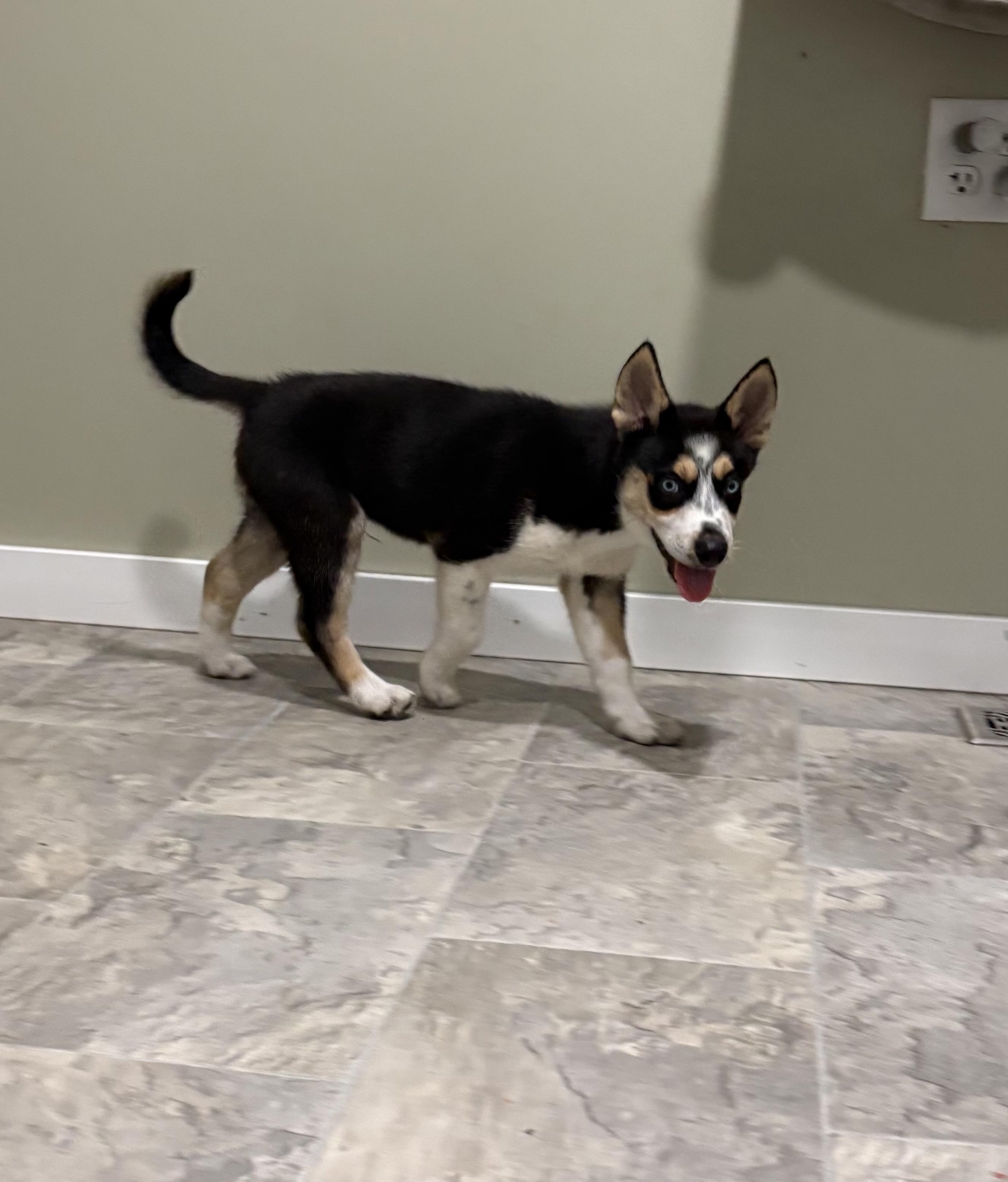 Enlarge Otis, a ADOPTABLE mixed breed in Grant, NE image 2/3