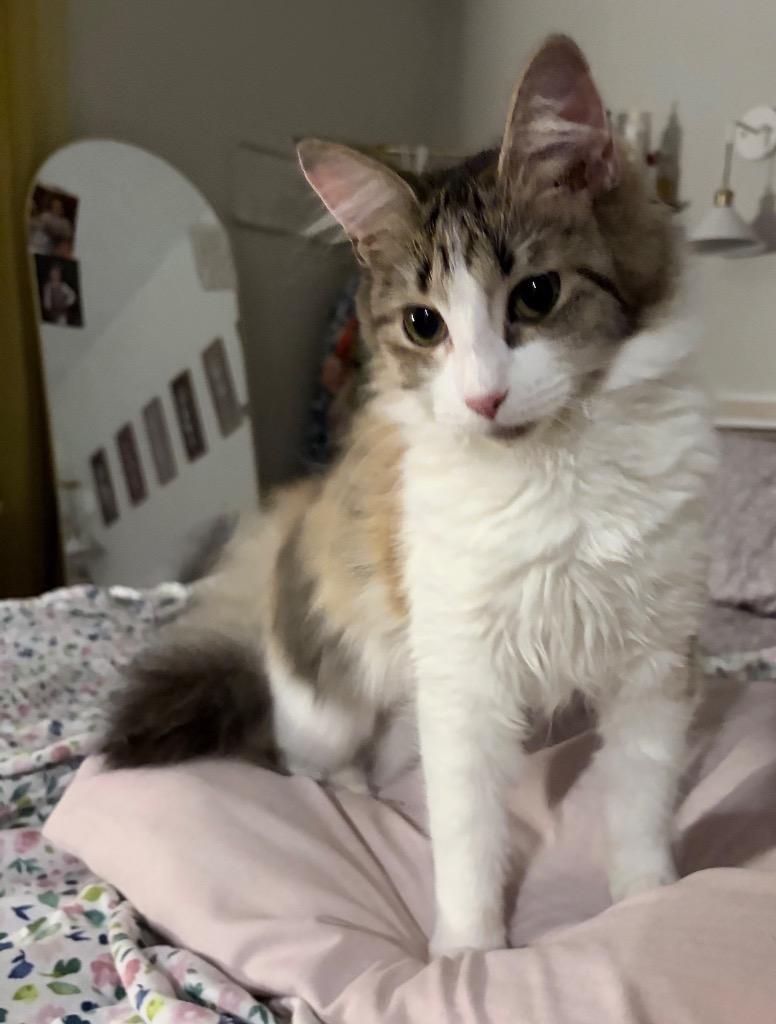Georgie, Adoptable, Kitten Female Domestic Long Hair.