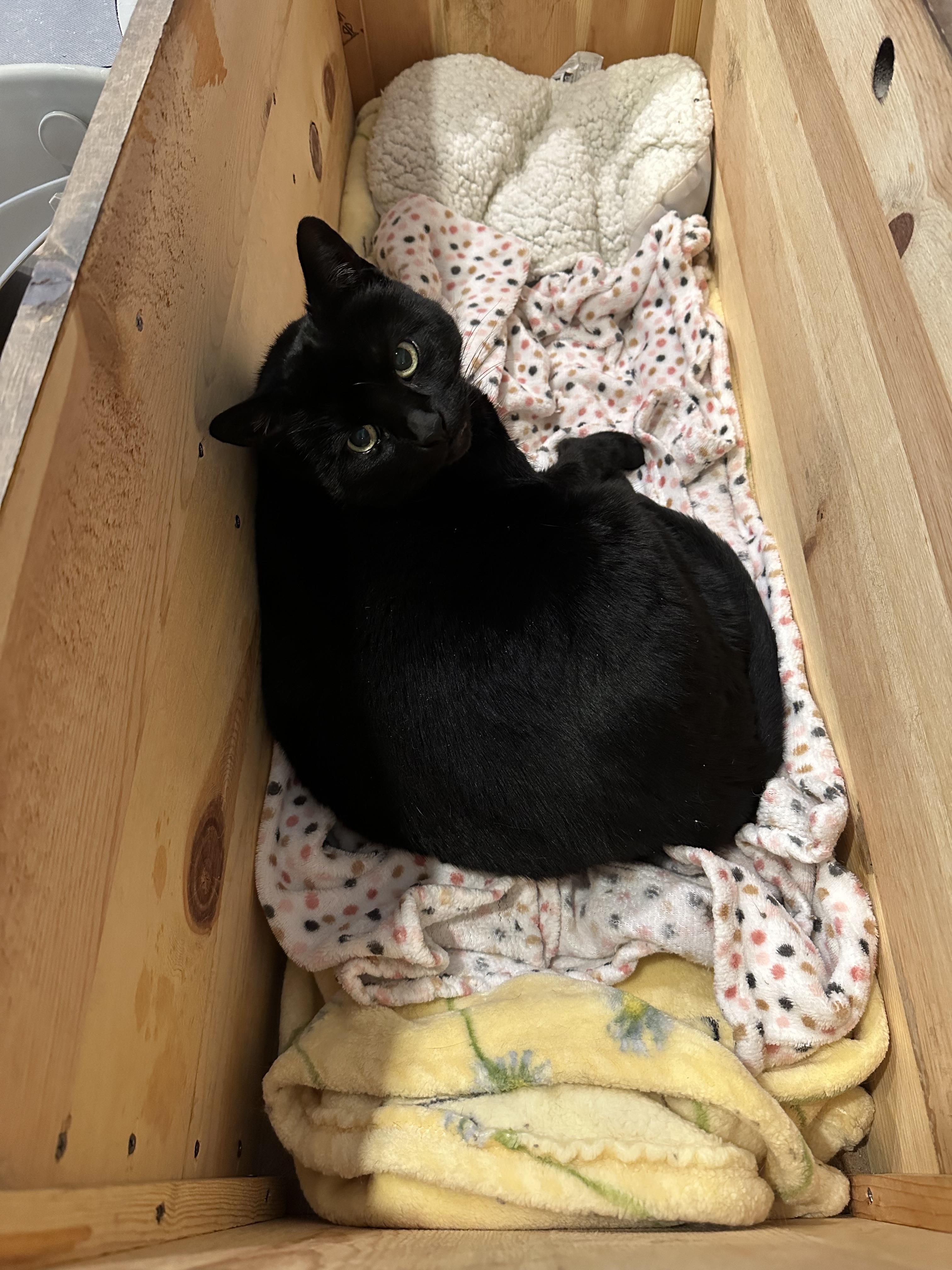 Mouse, a Adoptable Domestic Short Hair image 3/6