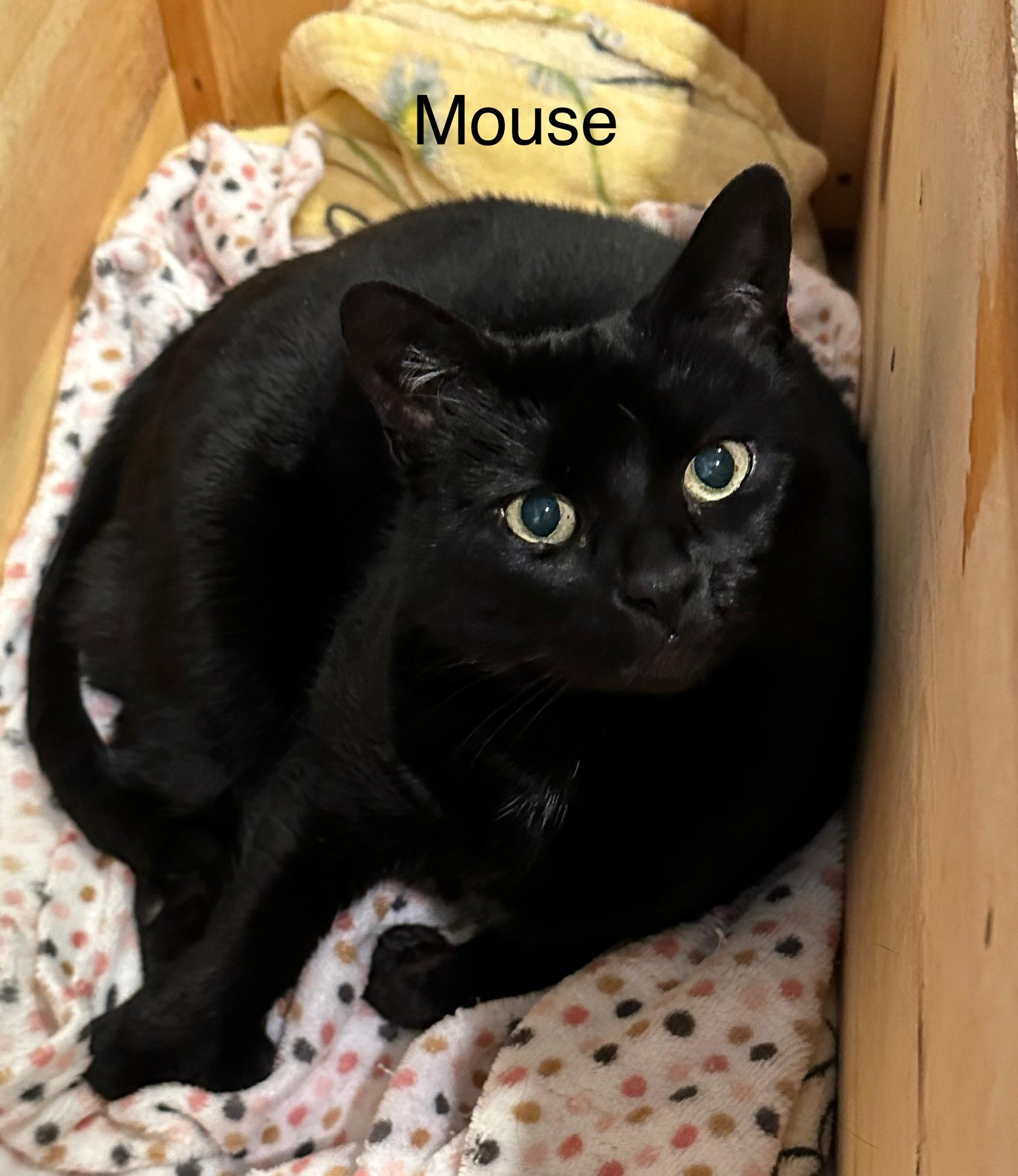 Mouse, a Adoptable Domestic Short Hair image 2/6