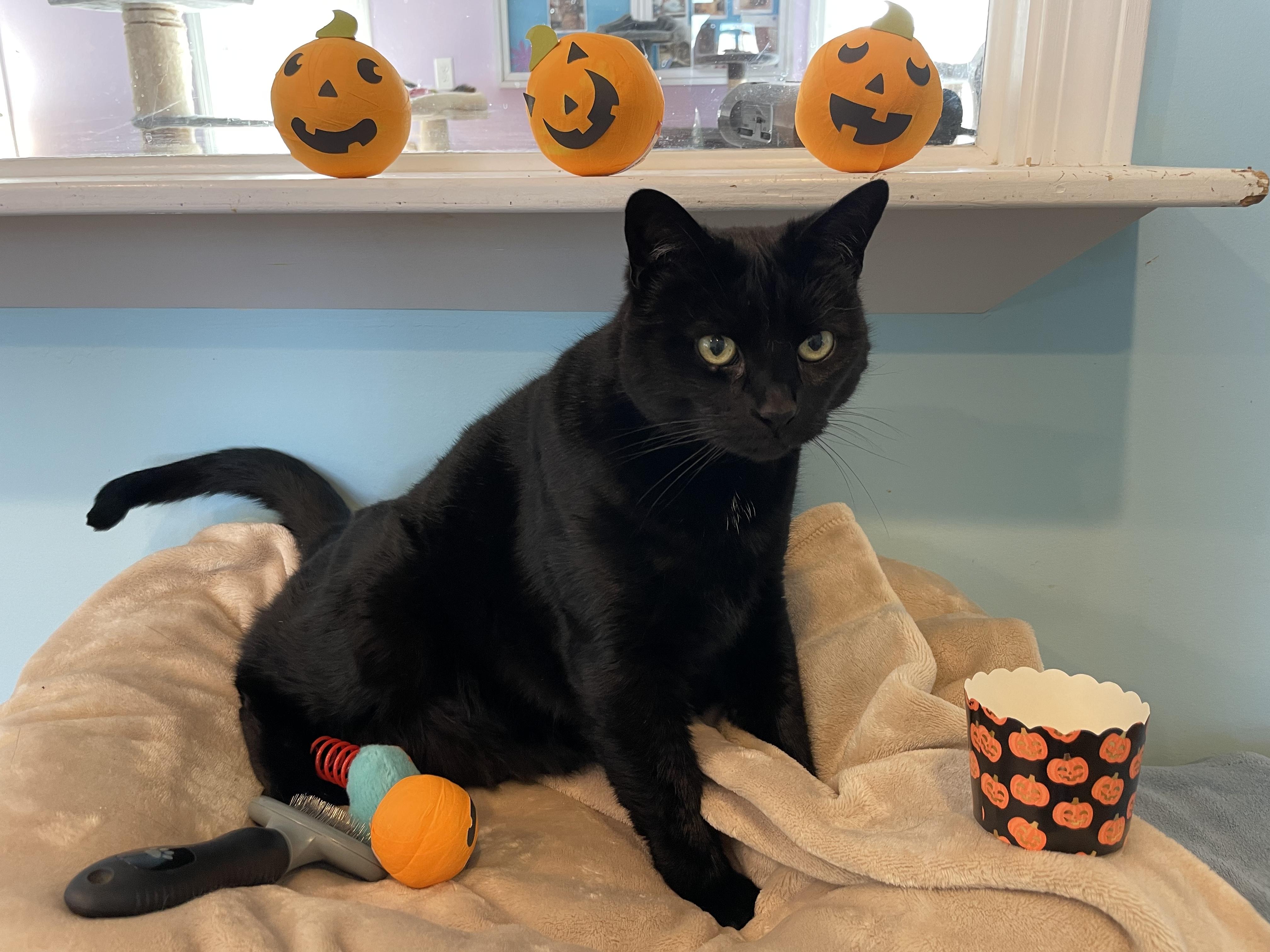 Mouse, a Adoptable Domestic Short Hair image 1/6