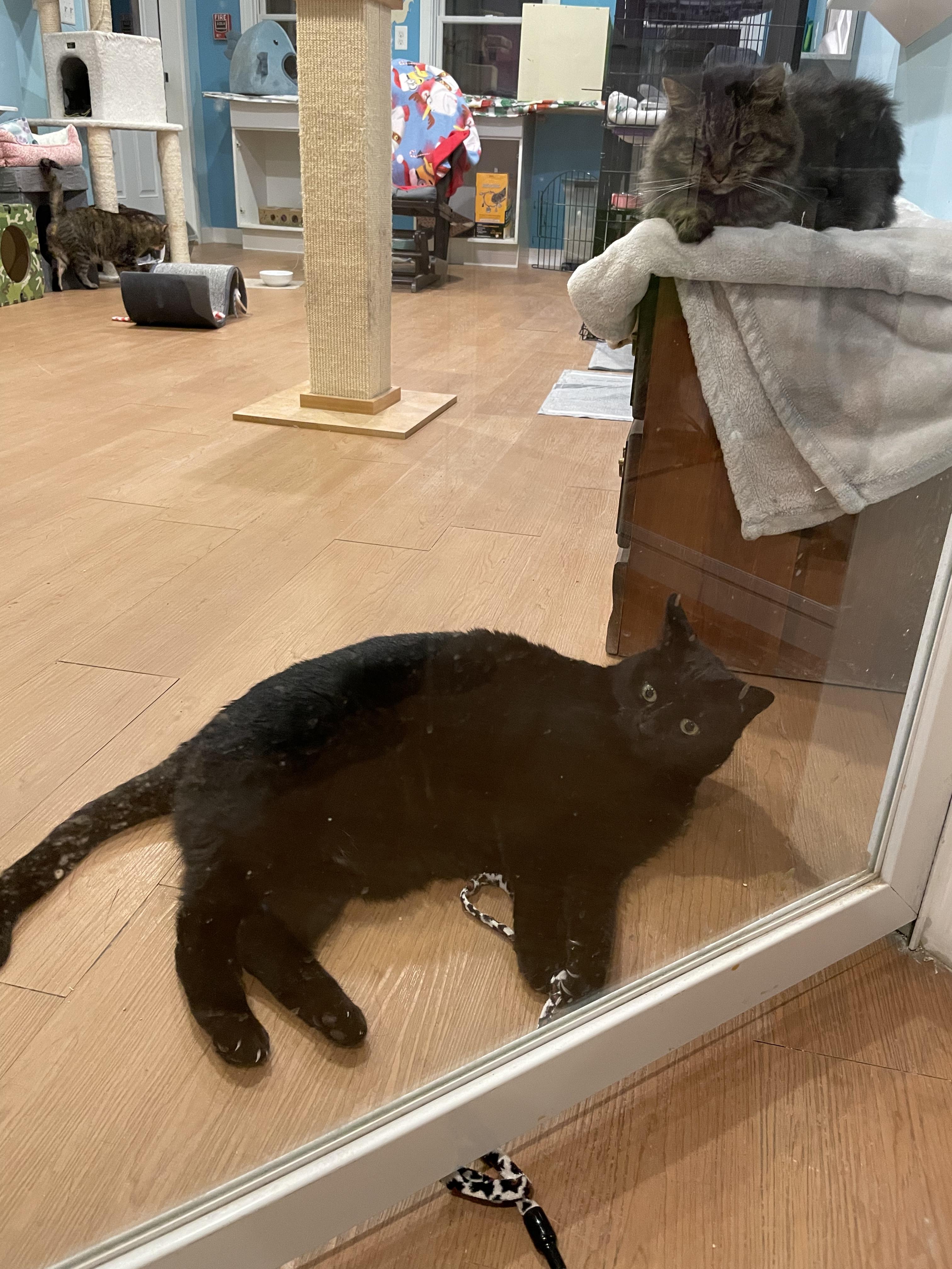 Mouse, a Adoptable Domestic Short Hair image 4/6