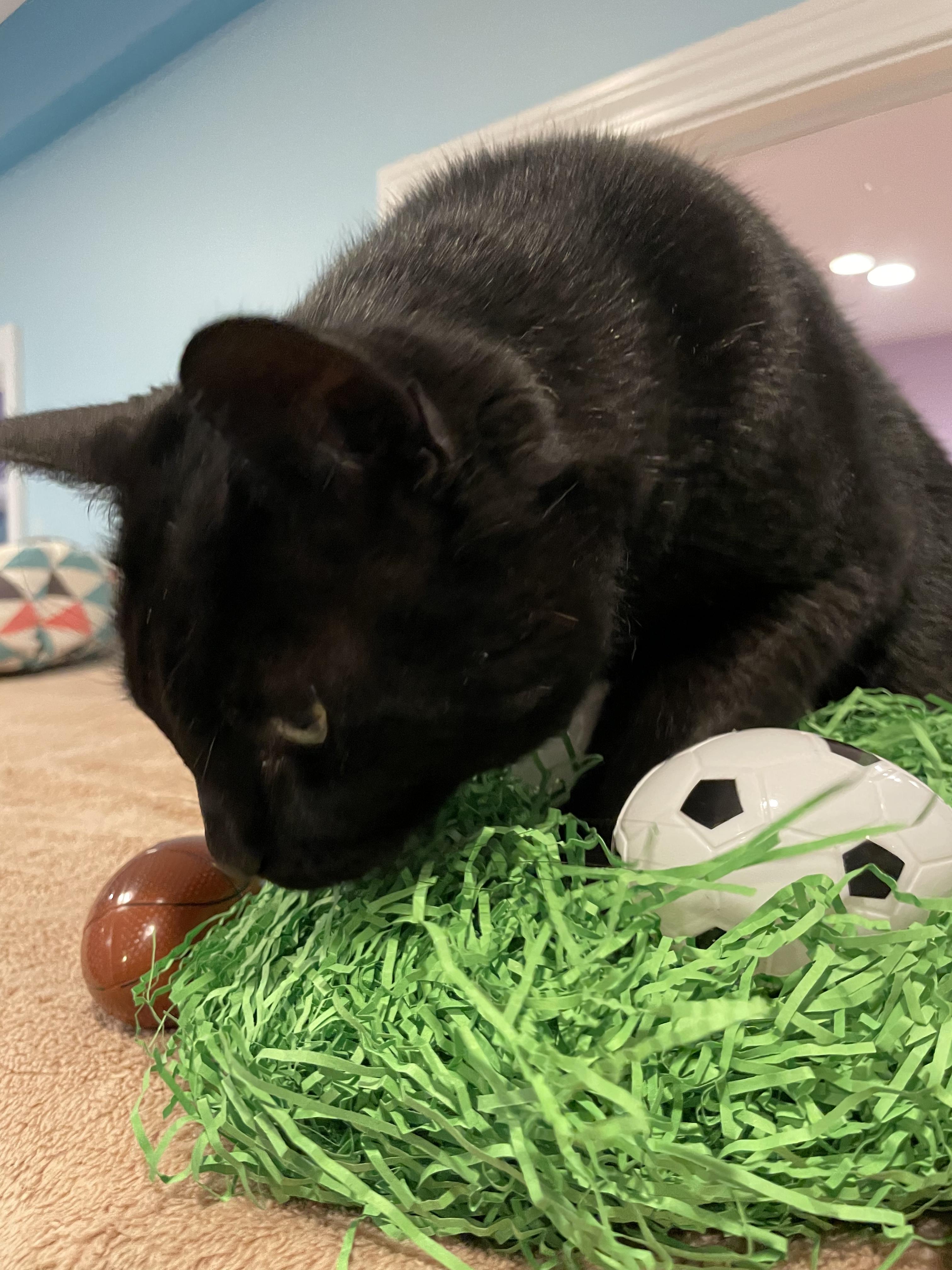 Mouse, a Adoptable Domestic Short Hair image 5/6