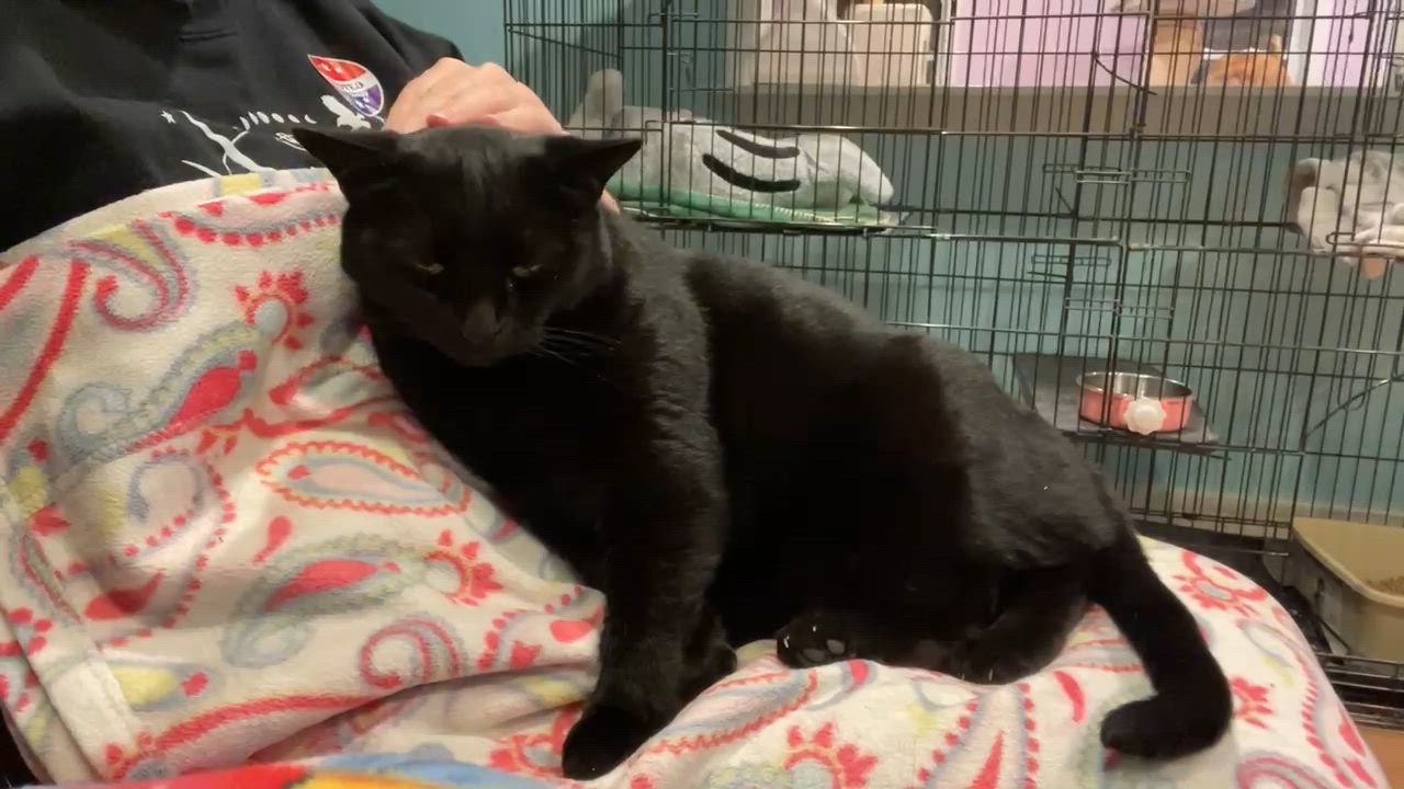 Enlarge Mouse, a Adoptable Domestic Short Hair video 6/6