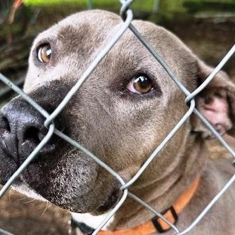 Diamond, adorable sweet loving Blue pittie girl !!, Adoptable, Adult Female American Bully.