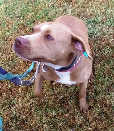 Enlarge Diamond, adorable sweet loving Blue pittie girl !!, a Adoptable mixed breed in Richmond, VA image 4/6