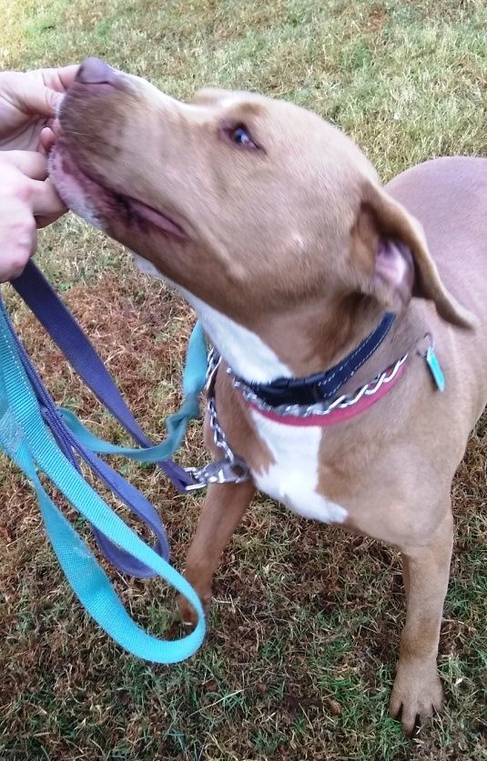 Enlarge Diamond, adorable sweet loving Blue pittie girl !!, a Adoptable mixed breed in Richmond, VA image 5/6