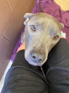 Enlarge Diamond, adorable sweet loving Blue pittie girl !!, a Adoptable mixed breed in Richmond, VA image 6/6