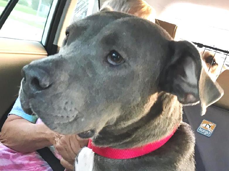 Diamond, adorable sweet loving Blue pittie girl !!