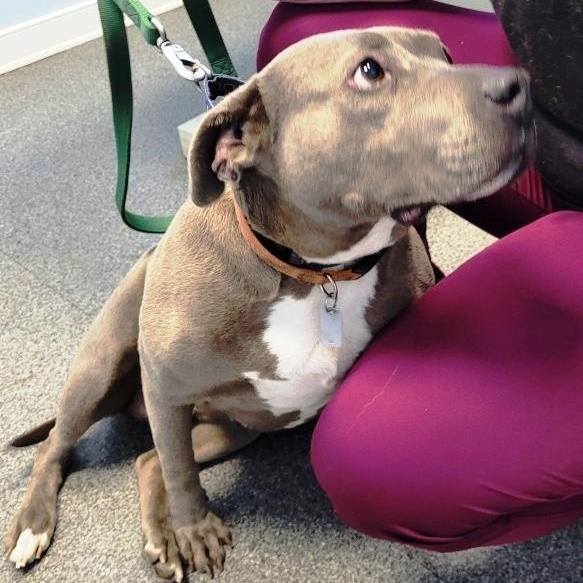 Enlarge Diamond, adorable sweet loving Blue pittie girl !!, a Adoptable mixed breed in Richmond, VA image 3/6