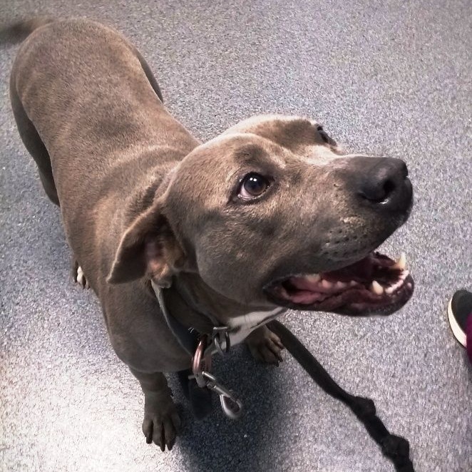 Enlarge Diamond, adorable sweet loving Blue pittie girl !!, a Adoptable mixed breed in Richmond, VA image 2/6