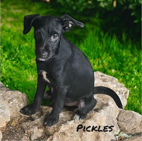 Enlarge Pickles, a Adoptable mixed breed in Tucson, AZ image 1/1