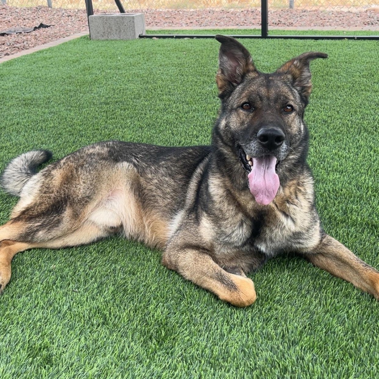 Enlarge Echo, a Adoptable German Shepherd Dog in Washington, UT image 1/3