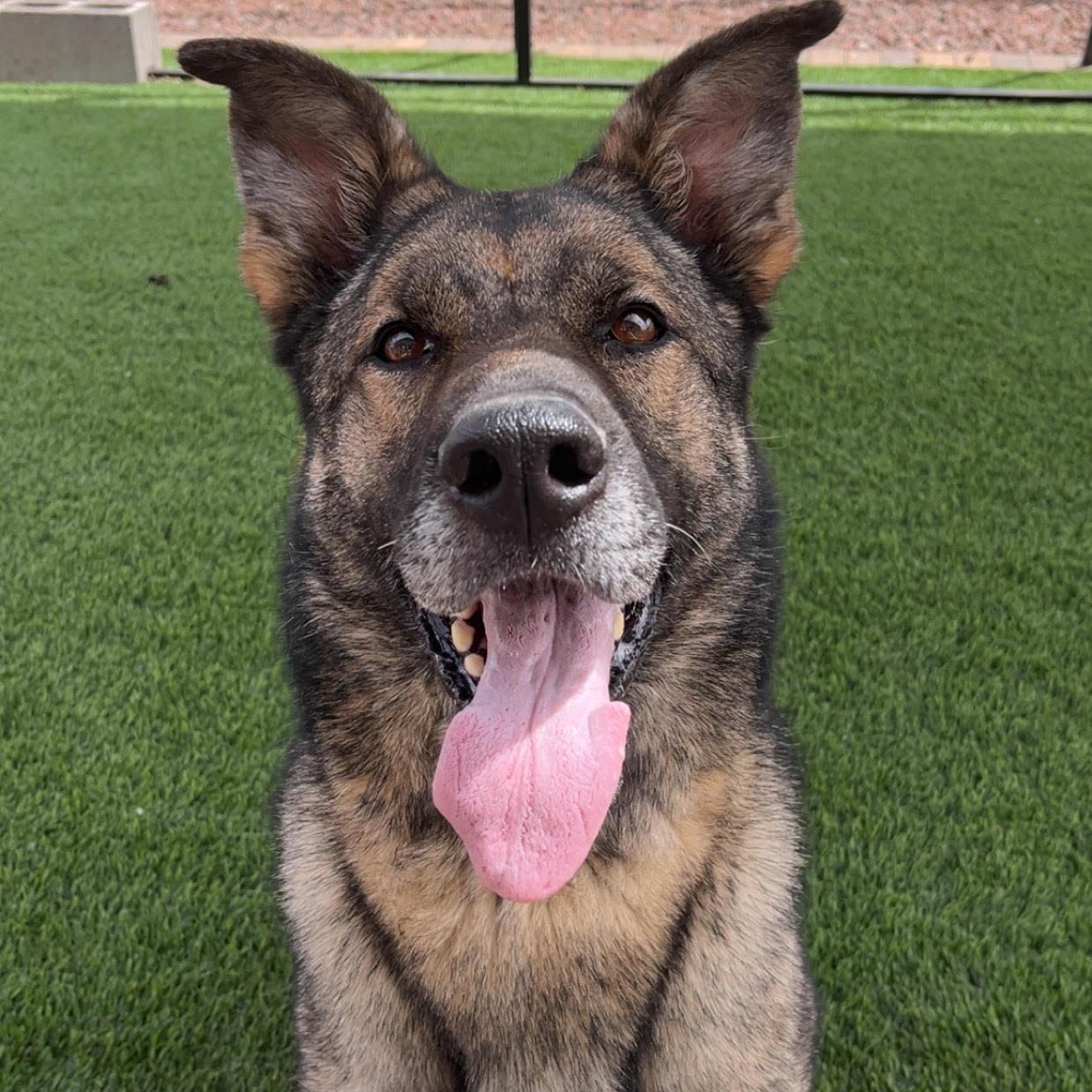 Enlarge Echo, a Adoptable German Shepherd Dog in Washington, UT image 2/3