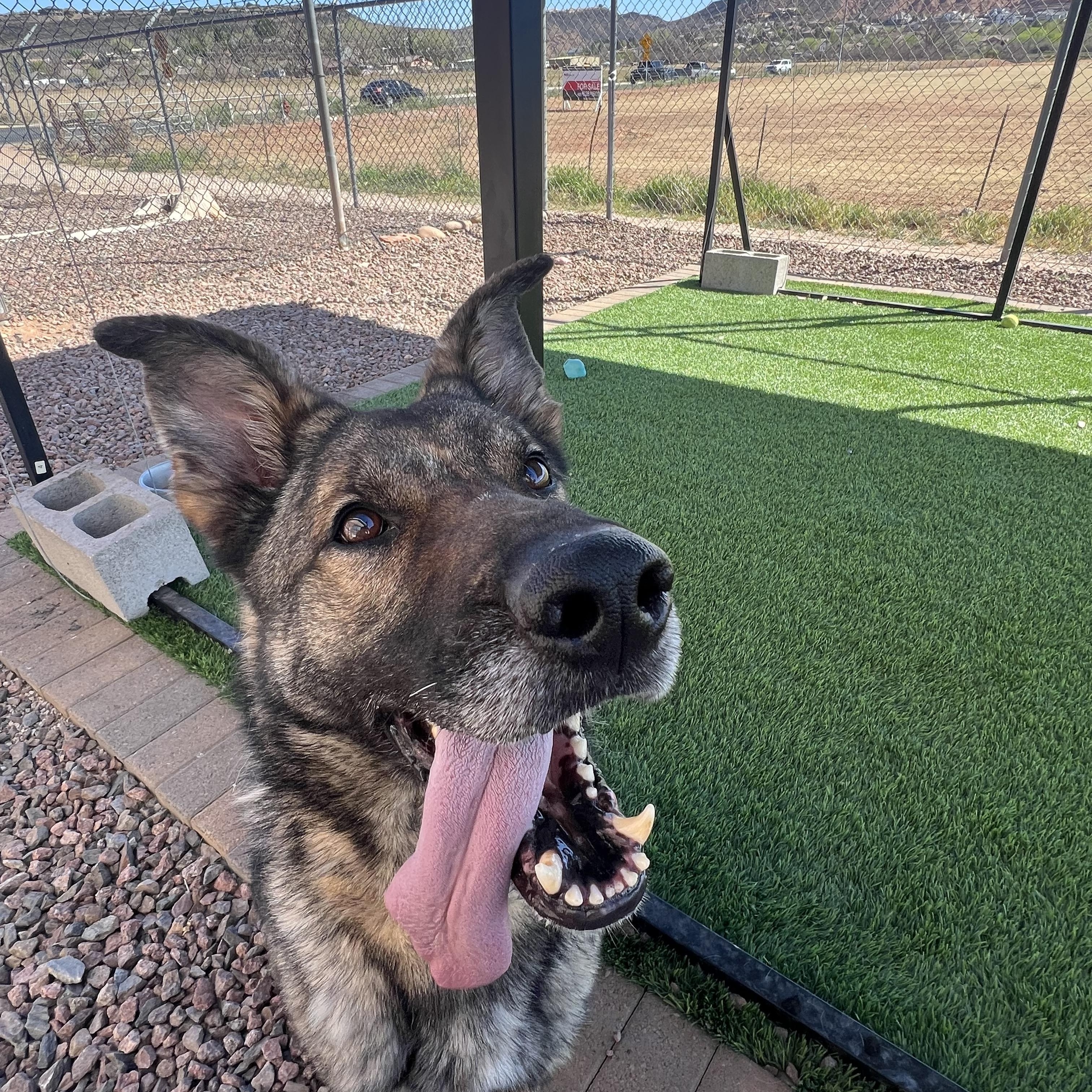 Enlarge Echo, a Adoptable German Shepherd Dog in Washington, UT image 2/2