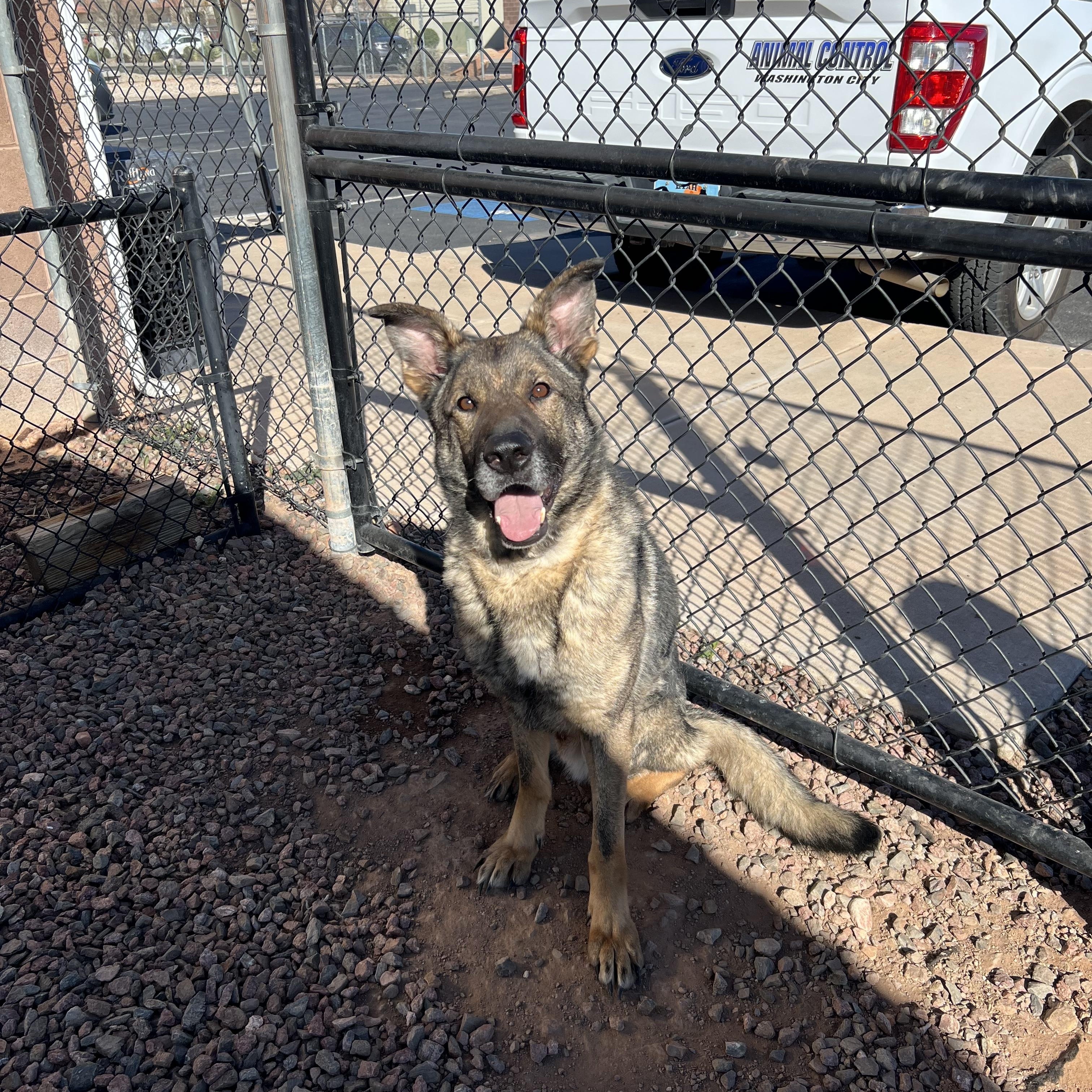 Echo, Adoptable, Adult Male German Shepherd Dog.