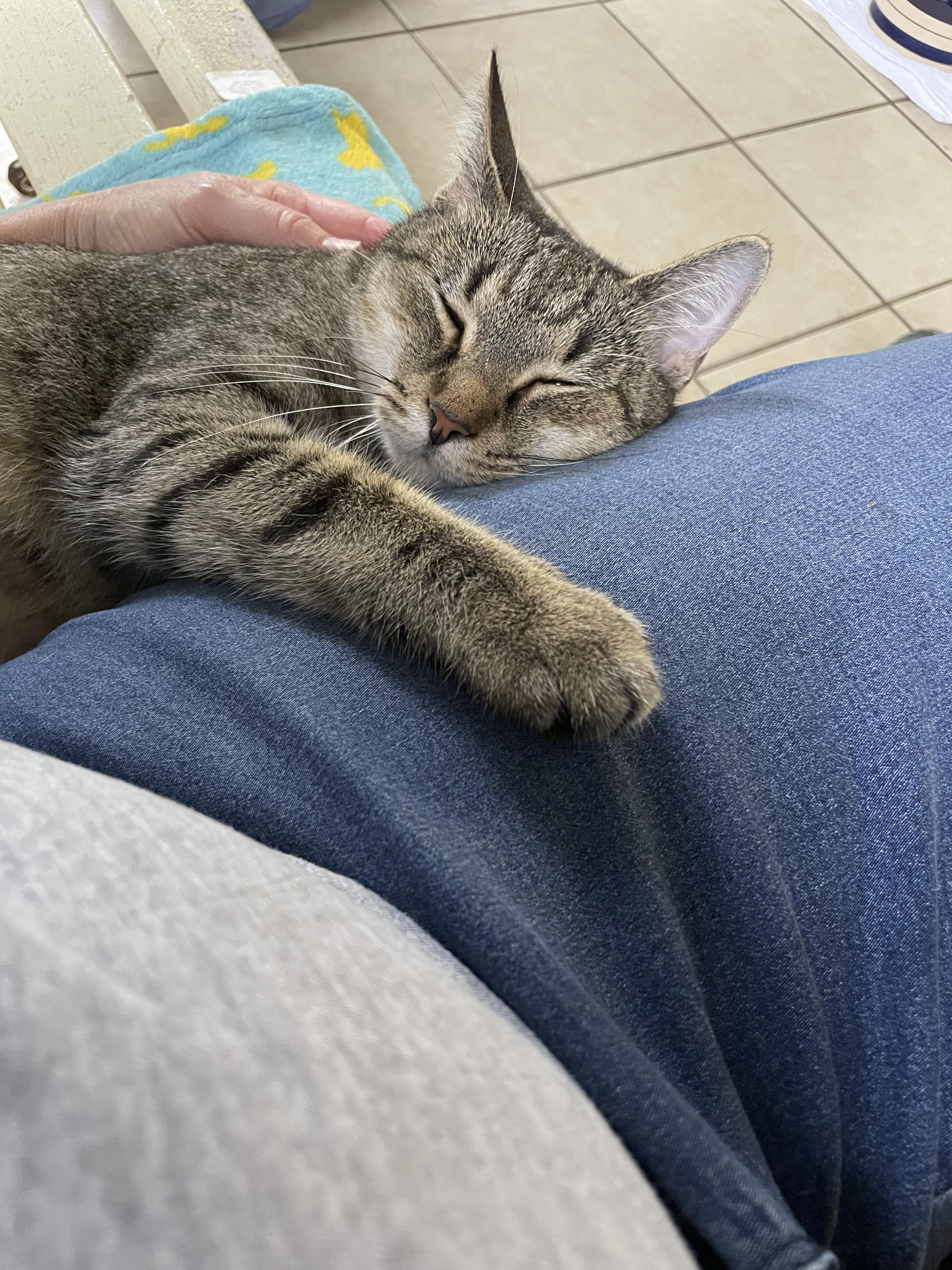 Enlarge Joni, a Adoptable Domestic Short Hair in Ruskin, FL image 2/2