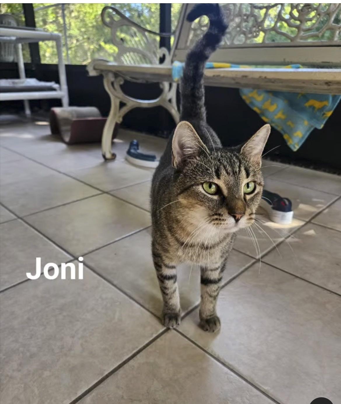 Joni, Adoptable, Young Female Domestic Short Hair.