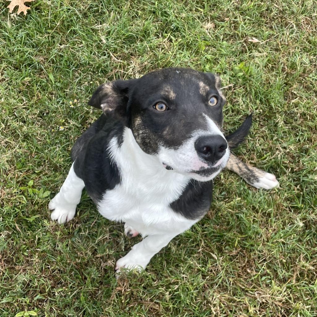 Carl, Adoptable, Puppy Male Mixed Breed.