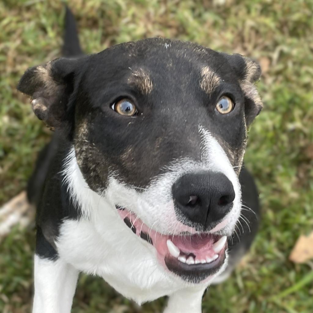 Enlarge Carl, a Adoptable mixed breed in Brenham, TX image 2/6