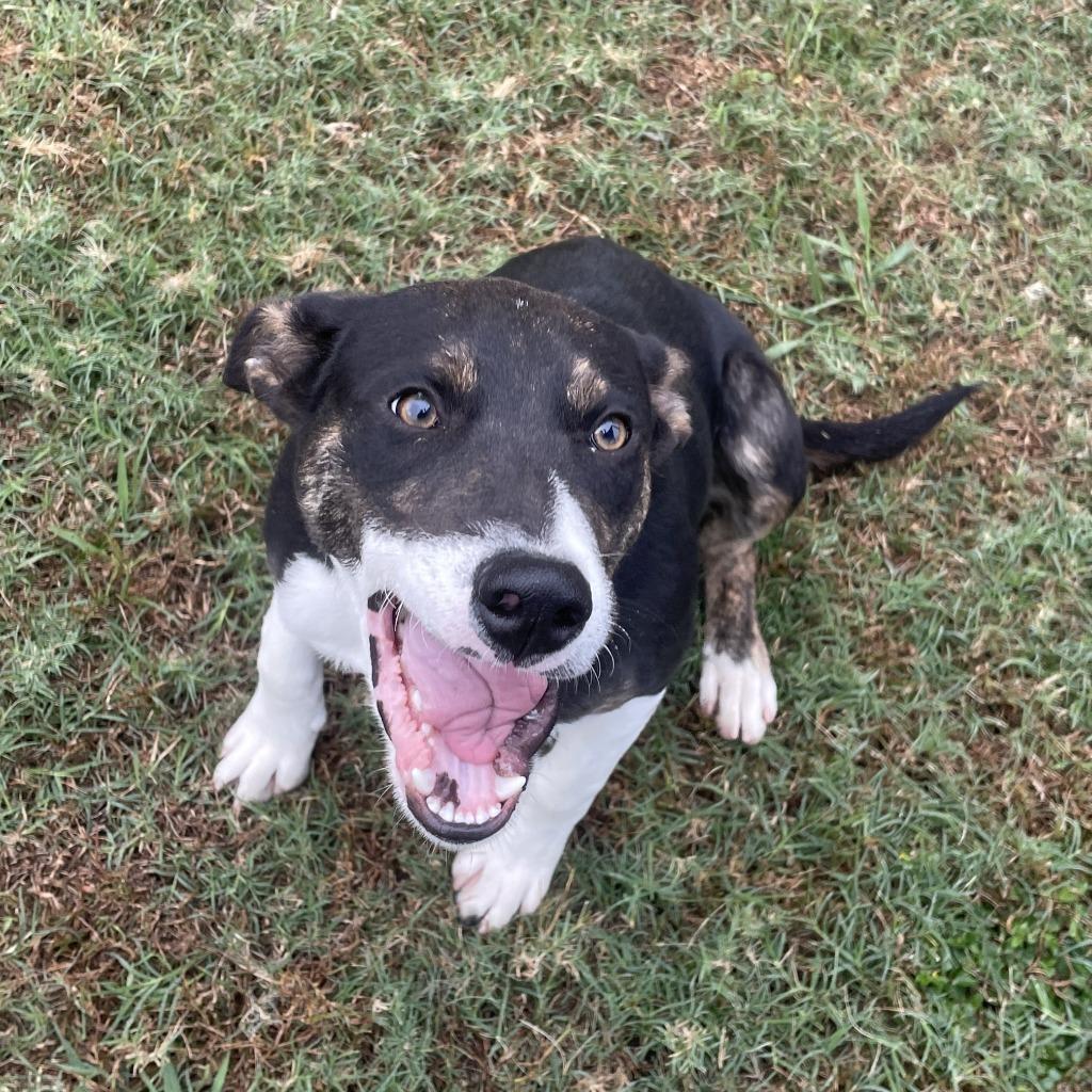 Enlarge Carl, a Adoptable mixed breed in Brenham, TX image 3/6