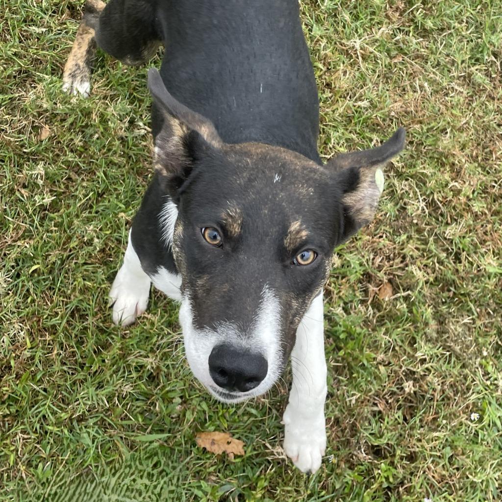 Enlarge Carl, a Adoptable mixed breed in Brenham, TX image 4/6