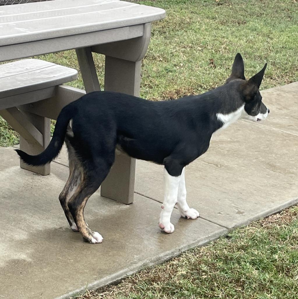 Enlarge Carl, a Adoptable mixed breed in Brenham, TX image 5/6