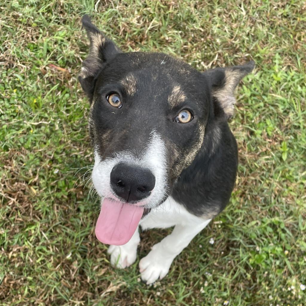 Enlarge Carl, a Adoptable mixed breed in Brenham, TX image 6/6