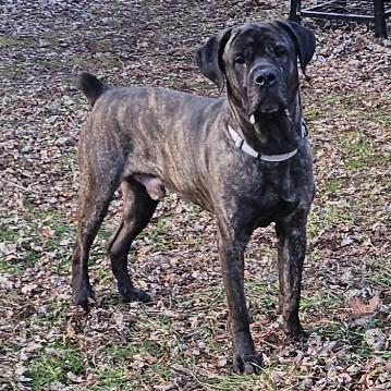 Loki, Adoptable, Young Male Cane Corso.
