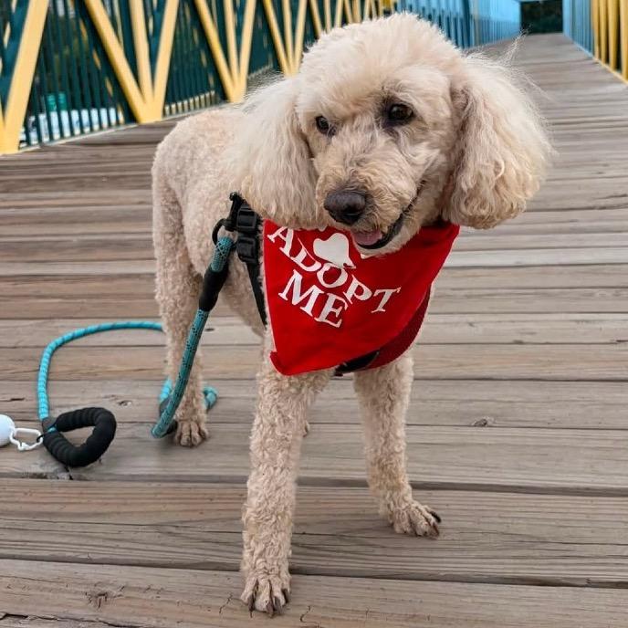 Garth, Adoptable, Senior Male Miniature Poodle.