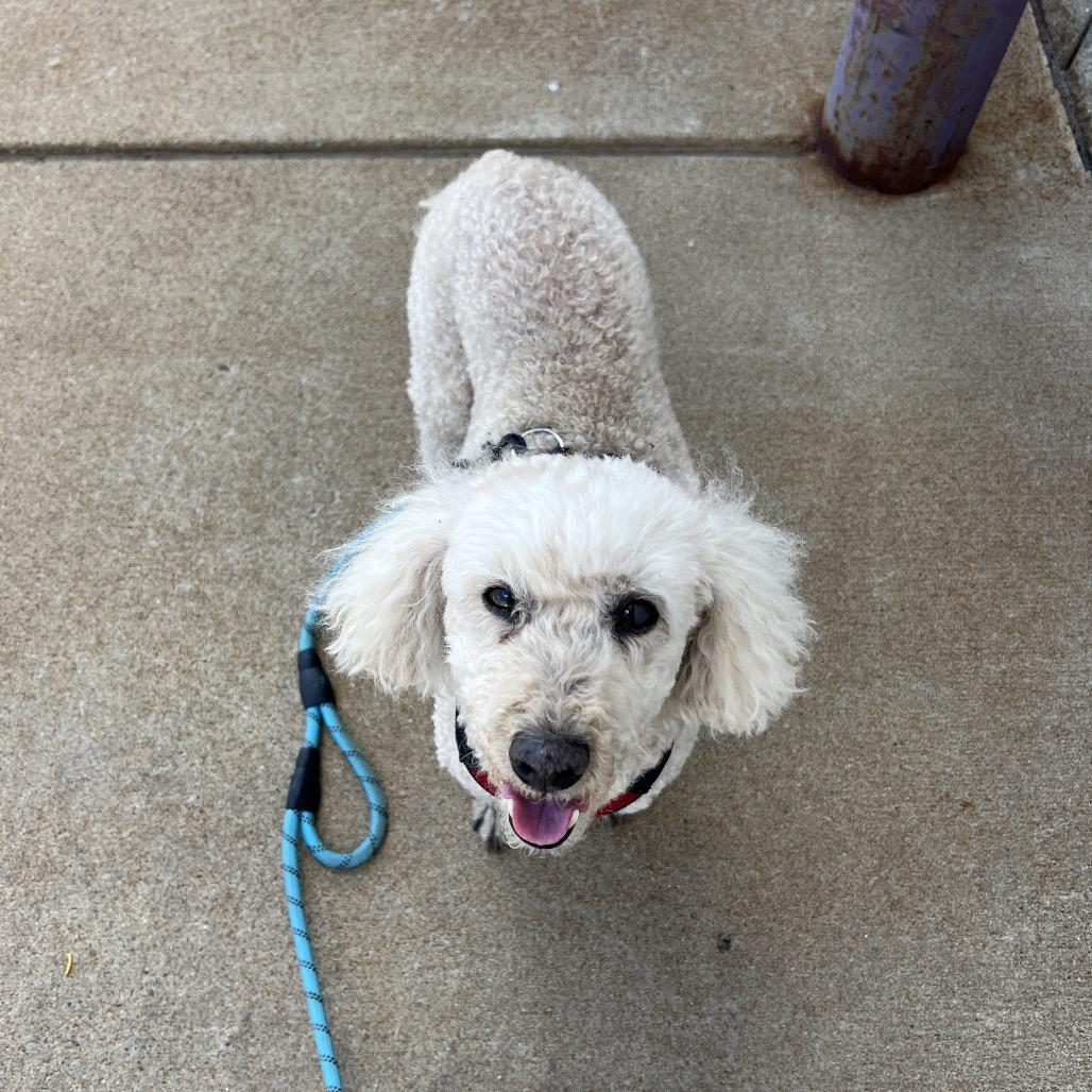 Enlarge Garth, a Adoptable Miniature Poodle in Saint Cloud, MN image 2/6