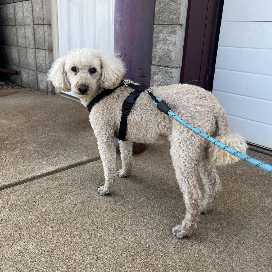 Enlarge Garth, a Adoptable Miniature Poodle in Saint Cloud, MN image 3/6