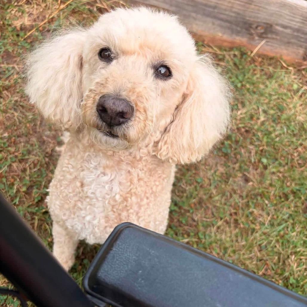 Enlarge Garth, a Adoptable Miniature Poodle in Saint Cloud, MN image 3/6