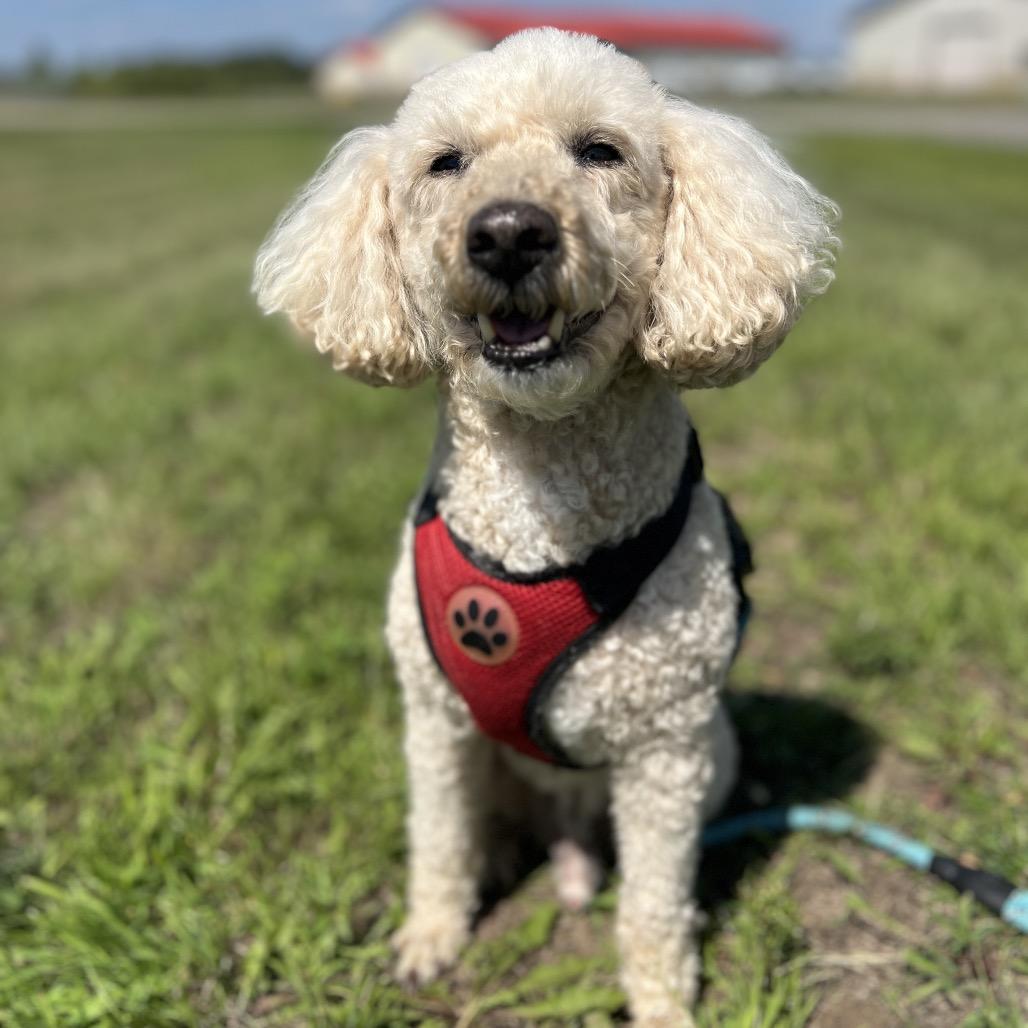Enlarge Garth, a Adoptable Miniature Poodle in Saint Cloud, MN image 4/6
