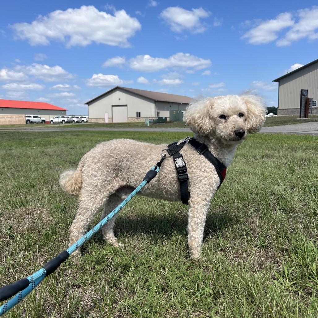 Enlarge Garth, a Adoptable Miniature Poodle in Saint Cloud, MN image 5/6