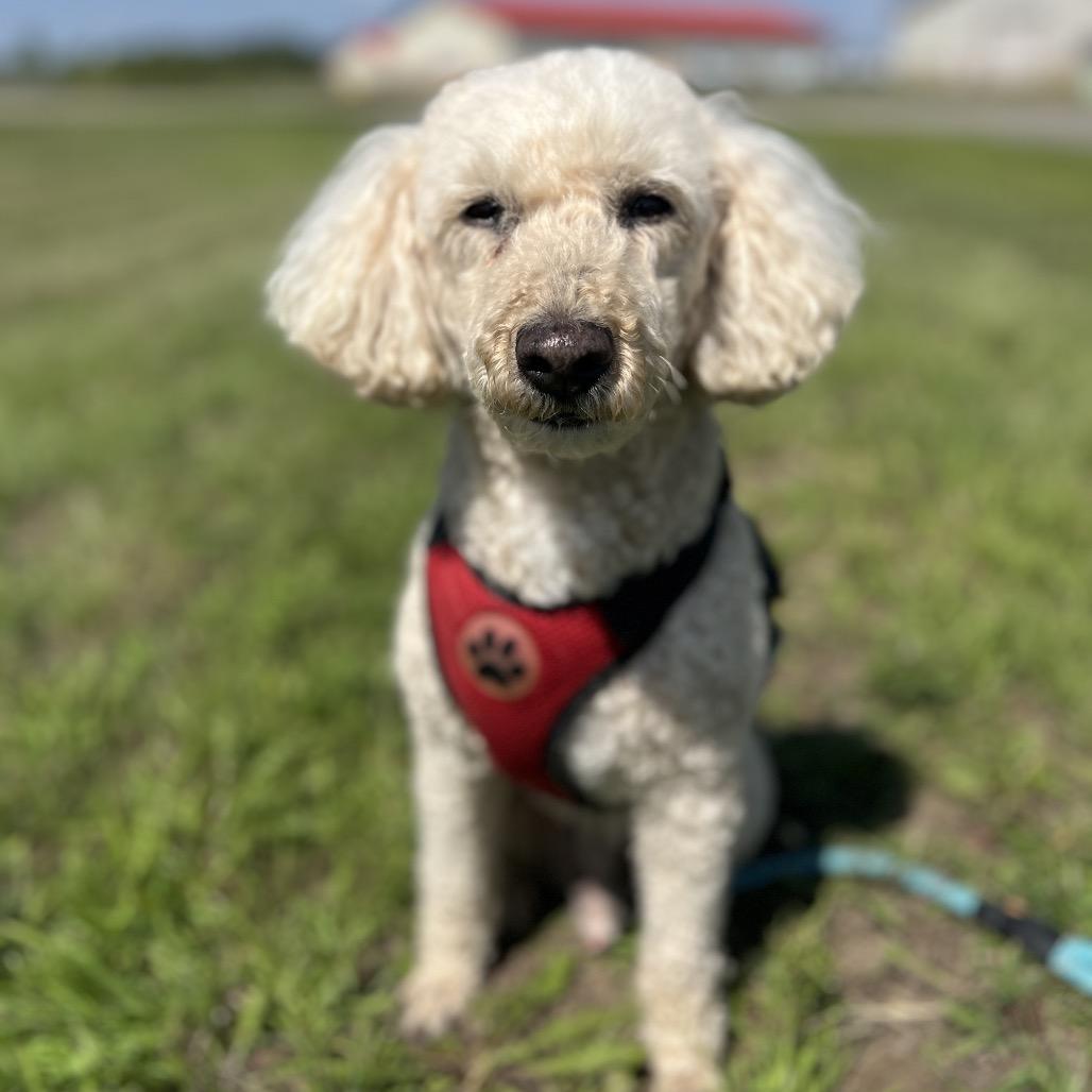Enlarge Garth, a Adoptable Miniature Poodle in Saint Cloud, MN image 6/6