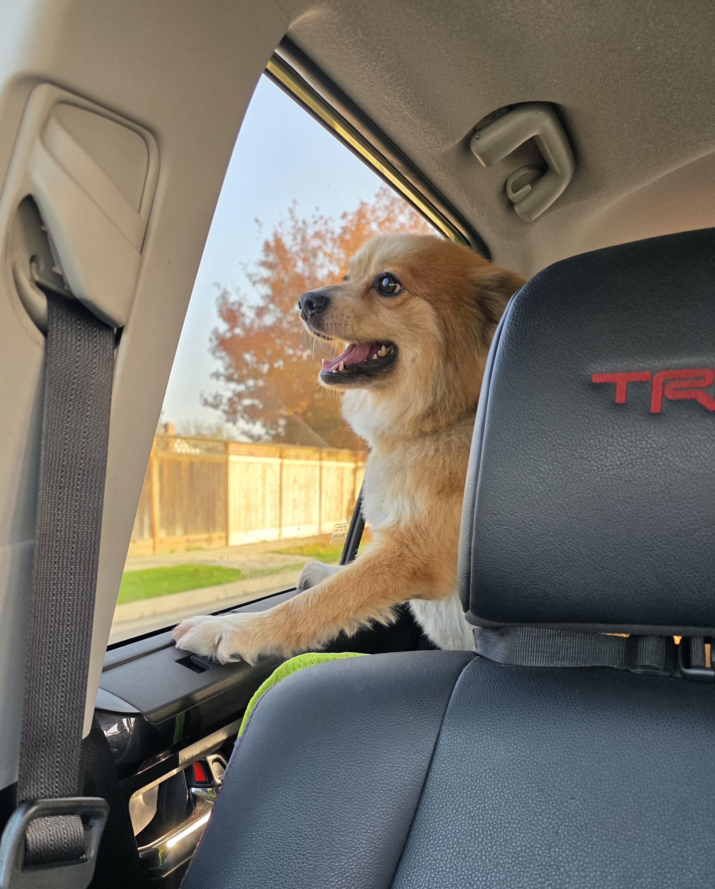 Clifford the big red pom!, an adopted Pomeranian in Clovis, CA image 2/4