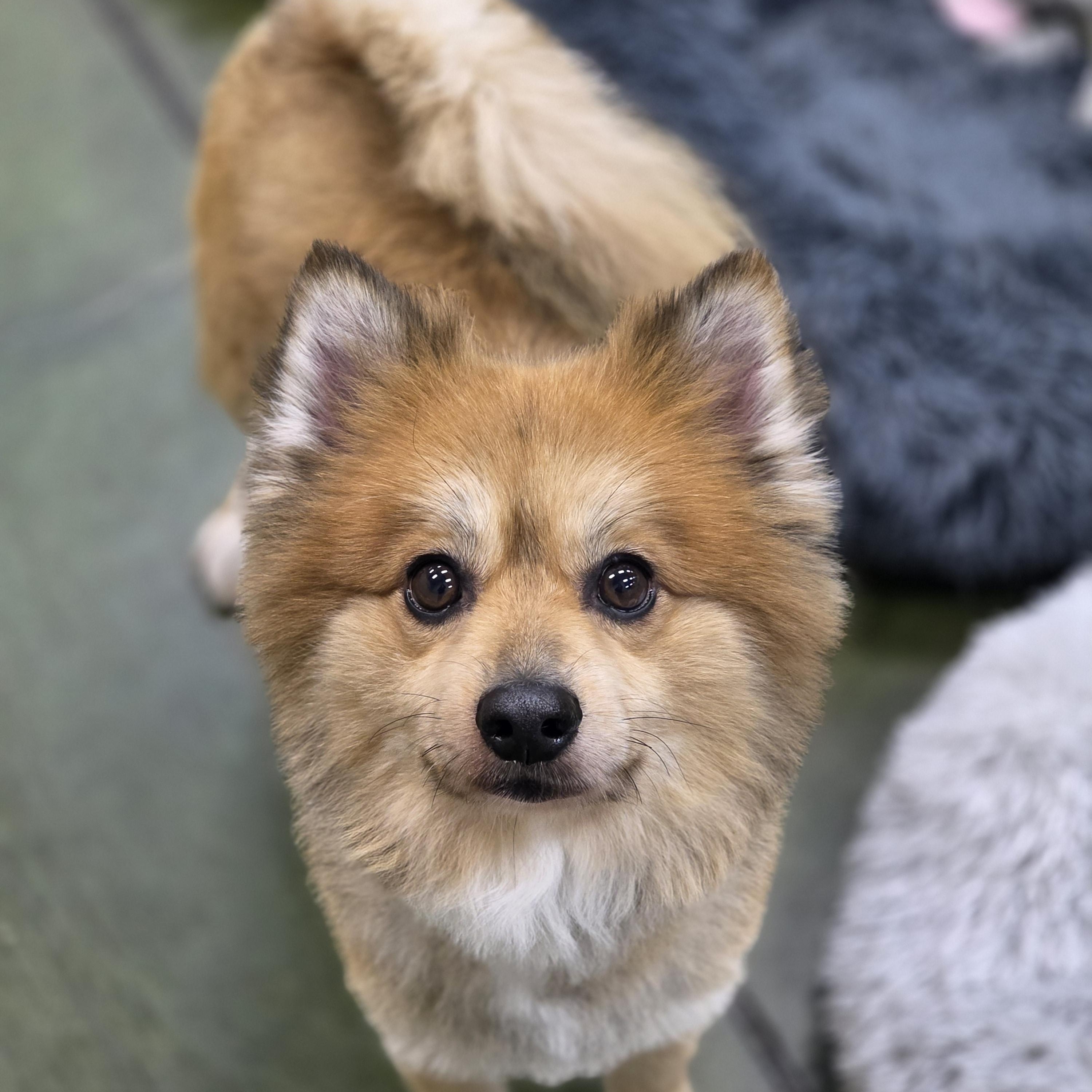 Clifford the big red pom!, an adopted Pomeranian in Clovis, CA image 3/4