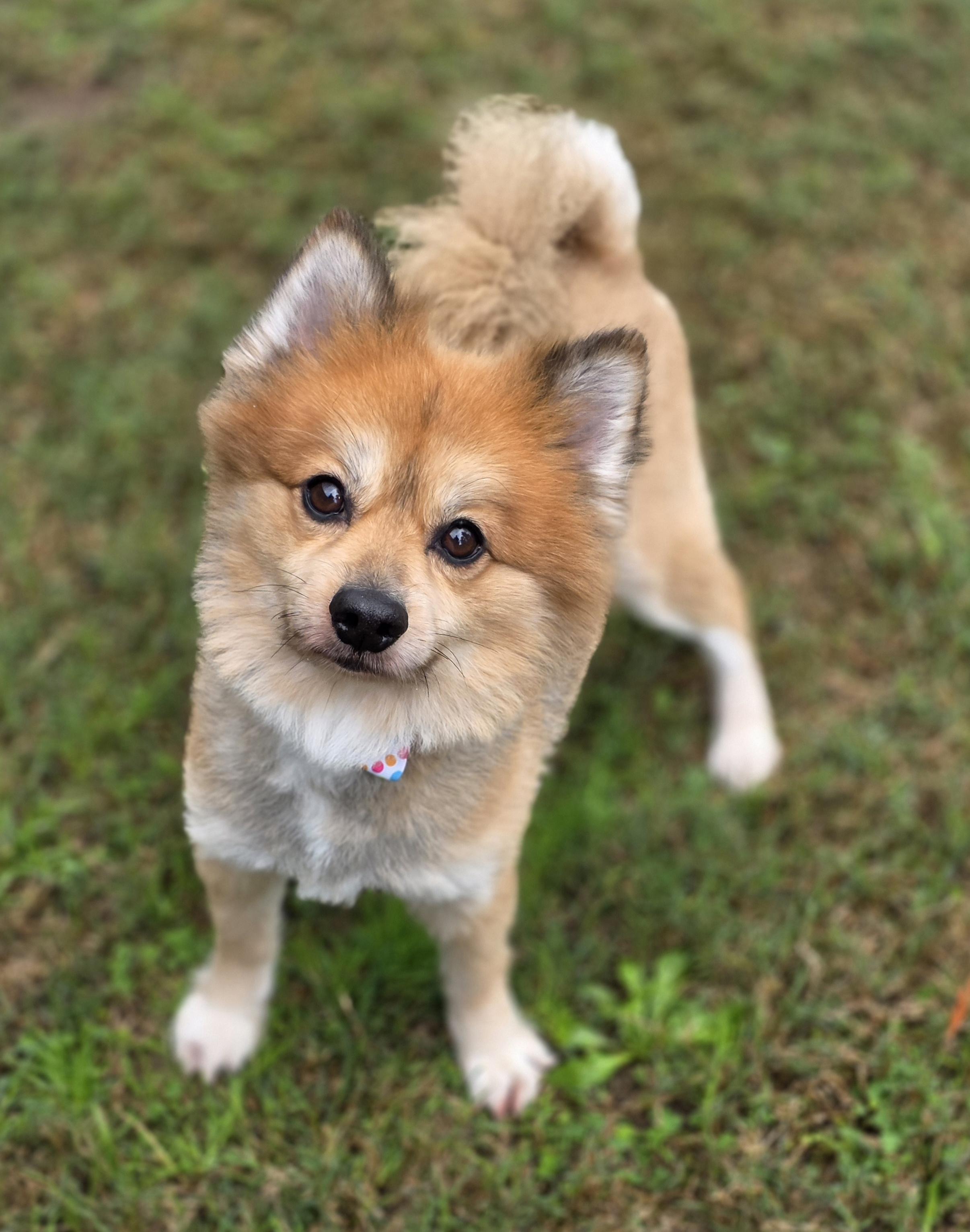 Clifford the big red pom!, an adopted Pomeranian in Clovis, CA image 1/4