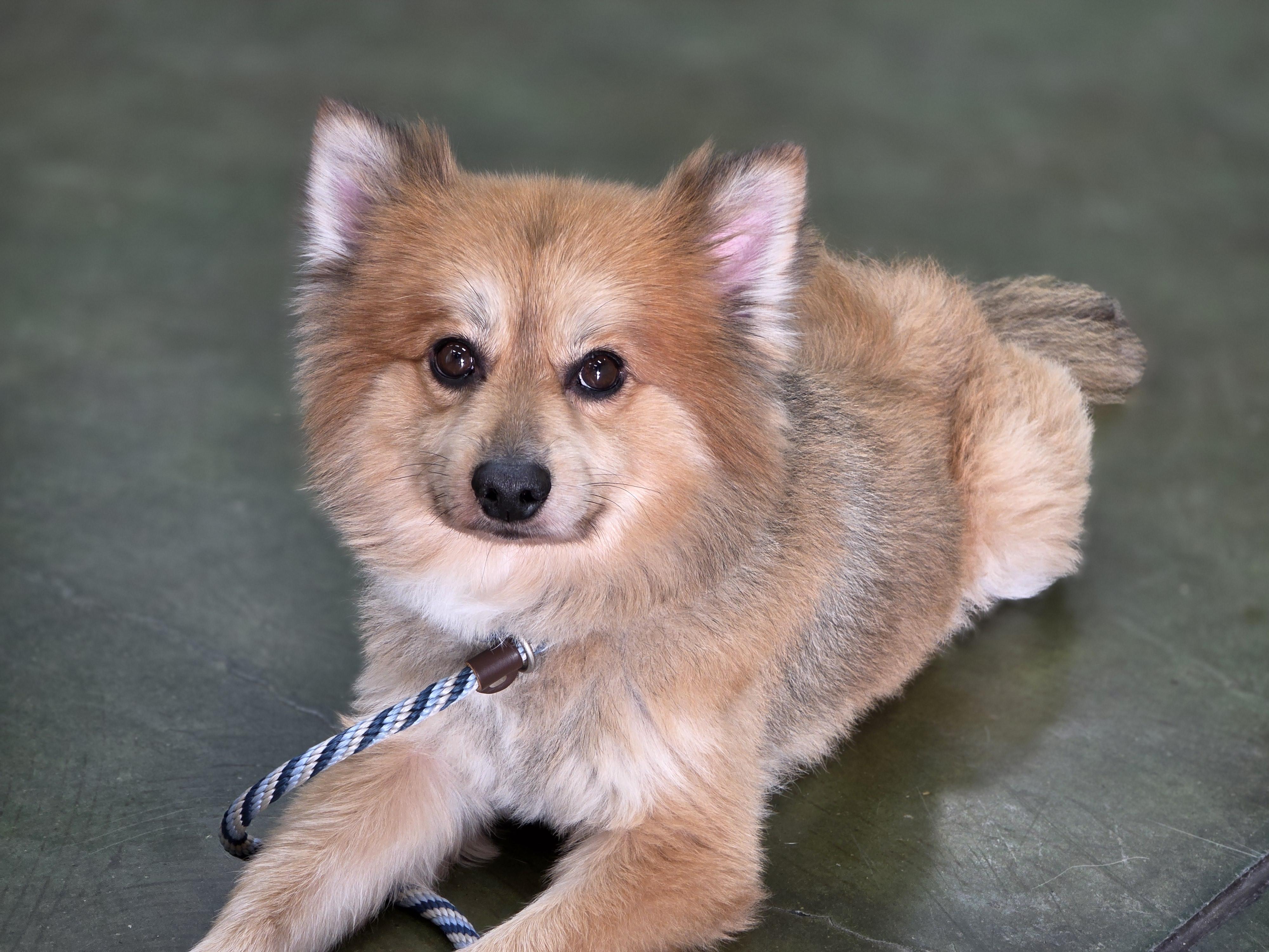 Clifford the big red pom!, an adopted Pomeranian in Clovis, CA image 4/4