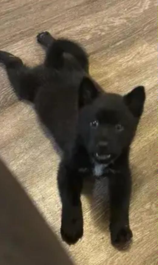 Enlarge Twilight , an adopted Schipperke in Haslet, TX image 3/3