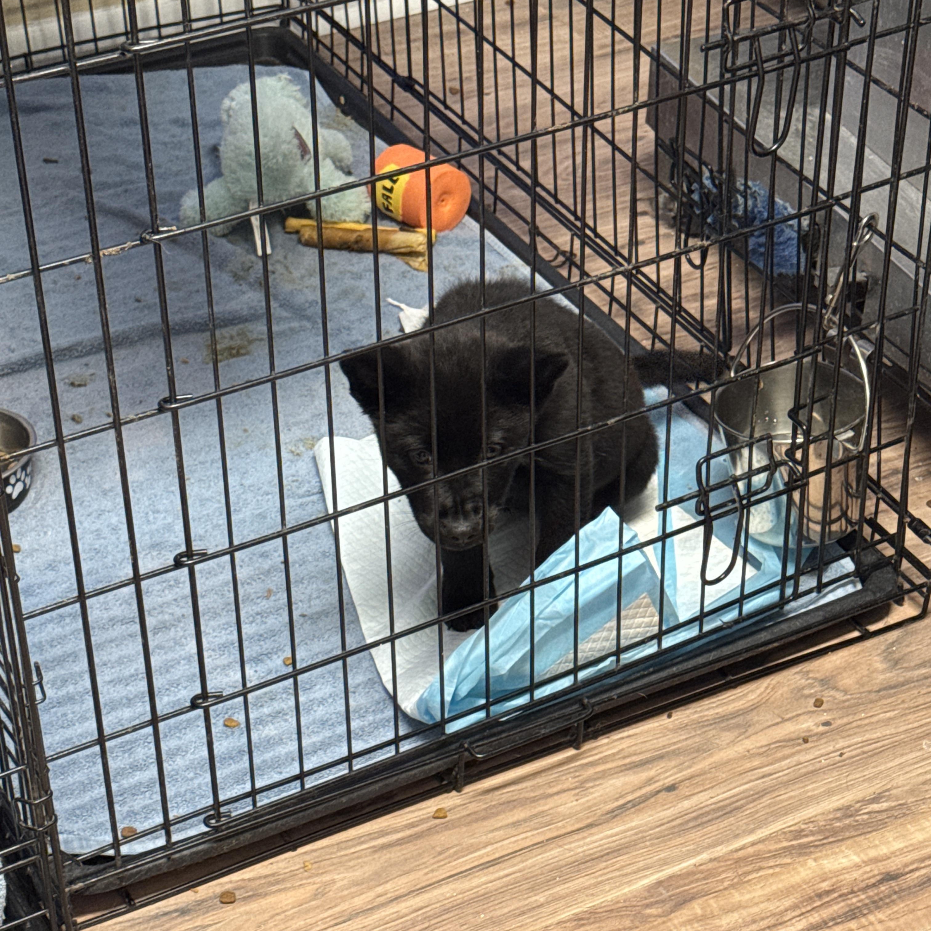 Enlarge Twilight , an adopted Schipperke in Haslet, TX image 2/3