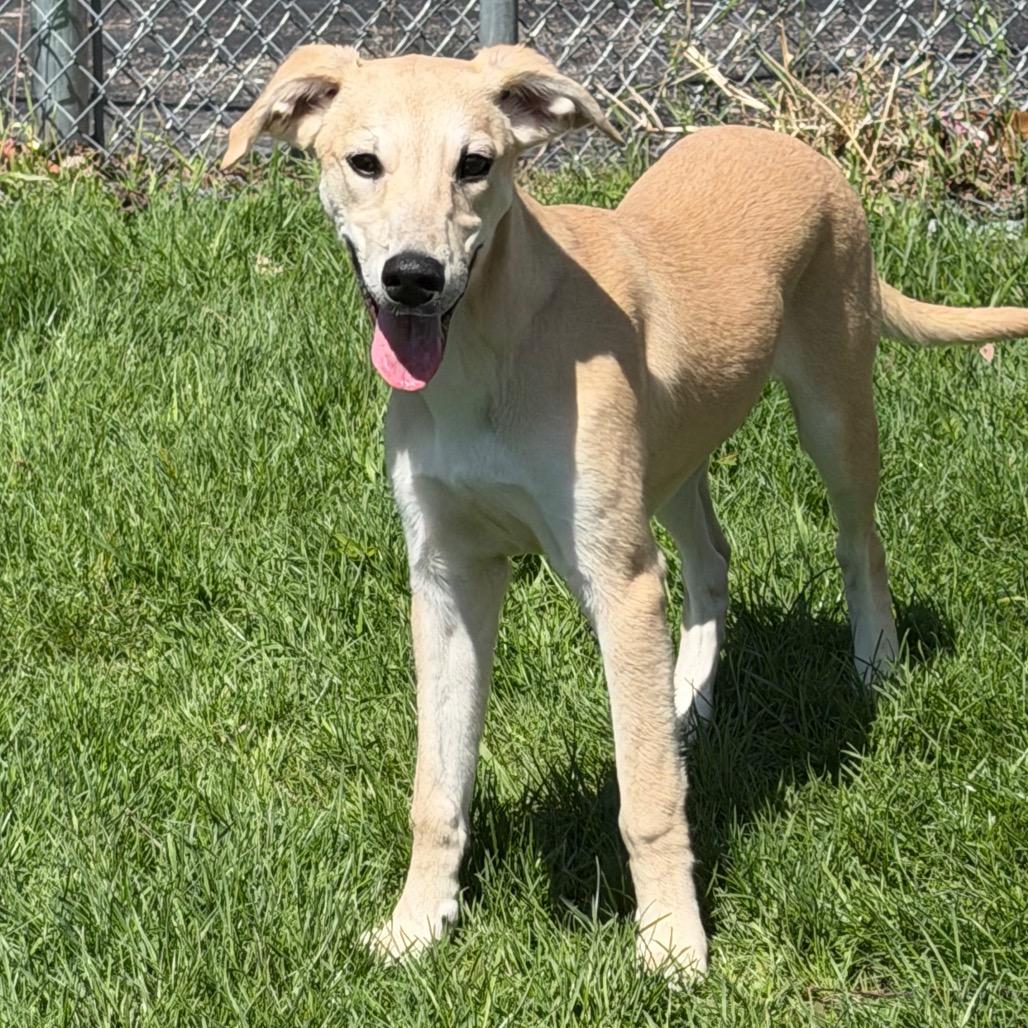 Ryder, Adoptable, Puppy Male Whippet & Golden Retriever.