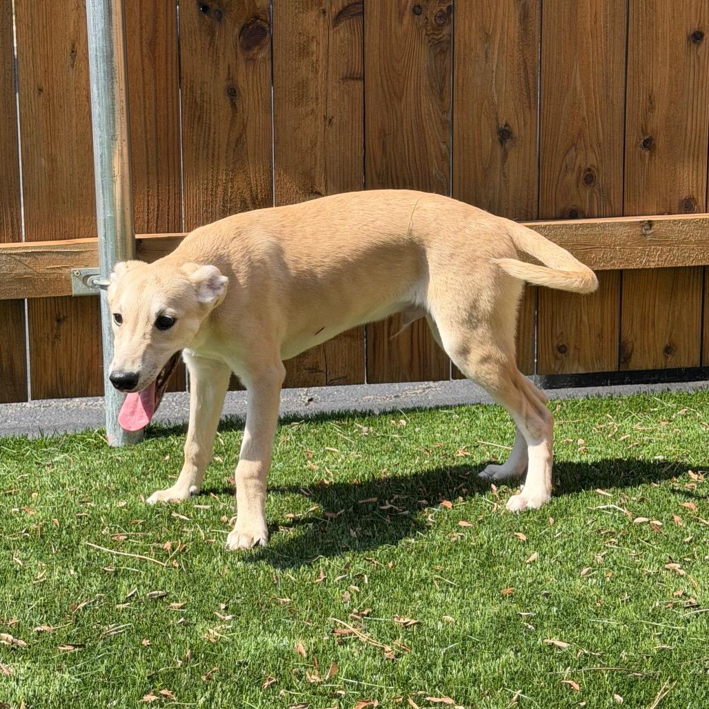 Enlarge Ryder, a Adoptable mixed breed in Naperville, IL image 2/6