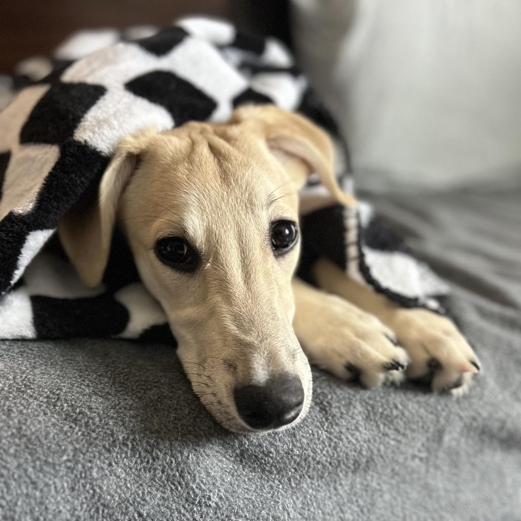 Enlarge Ryder, a Adoptable mixed breed in Naperville, IL image 3/6