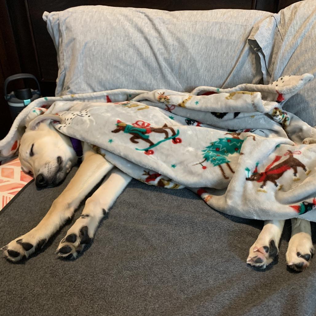 Enlarge Ryder, a Adoptable mixed breed in Naperville, IL image 4/6