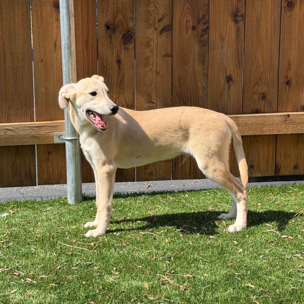 Enlarge Ryder, a Adoptable mixed breed in Naperville, IL image 5/6