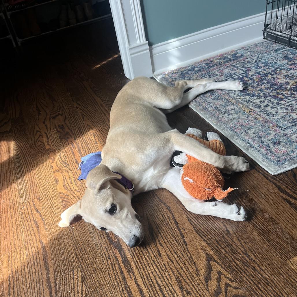 Enlarge Ryder, a Adoptable mixed breed in Naperville, IL image 6/6